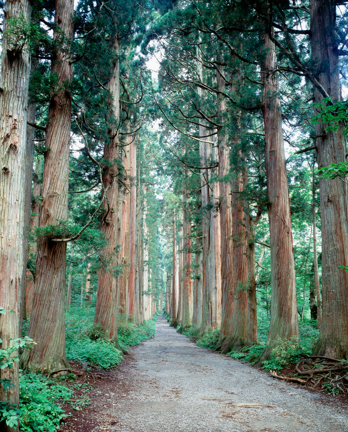 Cedar trees
